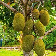 Early jackfruit Artocarpus heterophyllus seeds for fast tropical orchard